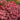 Sedum - Desert Red