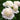 Peony - Shirley Temple