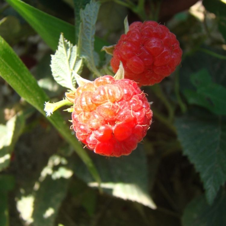 Raspberry - Killarney – SheyWest