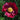Peony - Early Scout