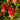 Columbine - Red