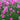 Thrift - Splendens