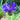 Mountain Cornflower - Mountain Bluet