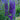 Delphinium - Magic Fountain Dark Blue