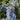 Delphinium - Delphina Light Blue White Bee