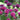 Bee Balm - Grand Marshall