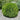 Arborvitae - Techny Globe