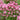 Columbine - Kirigami Rose & Pink