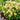 Columbine - Kirigami Yellow