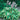 Hosta - Wide Brim
