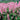Foamy Bells - Dayglow Pink