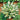 Hosta - Loyalist