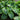 Hosta - Olive Bailey Langdon