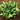 Hosta - Whirlwind