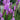 Blazing Star - Floristan Violet