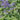 Catmint - Little Titch
