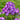 Phlox - Laura