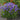 Bellflower - Pearl Deep Blue