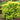 Barberry - Sunjoy Citrus