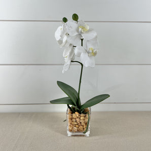 White Orchid in Square Dish