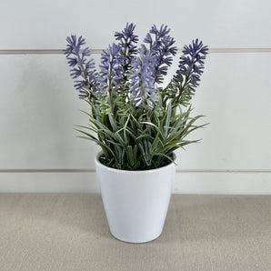 Lavender in Pot - Purple & White