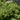 Boxwood - Green Velvet