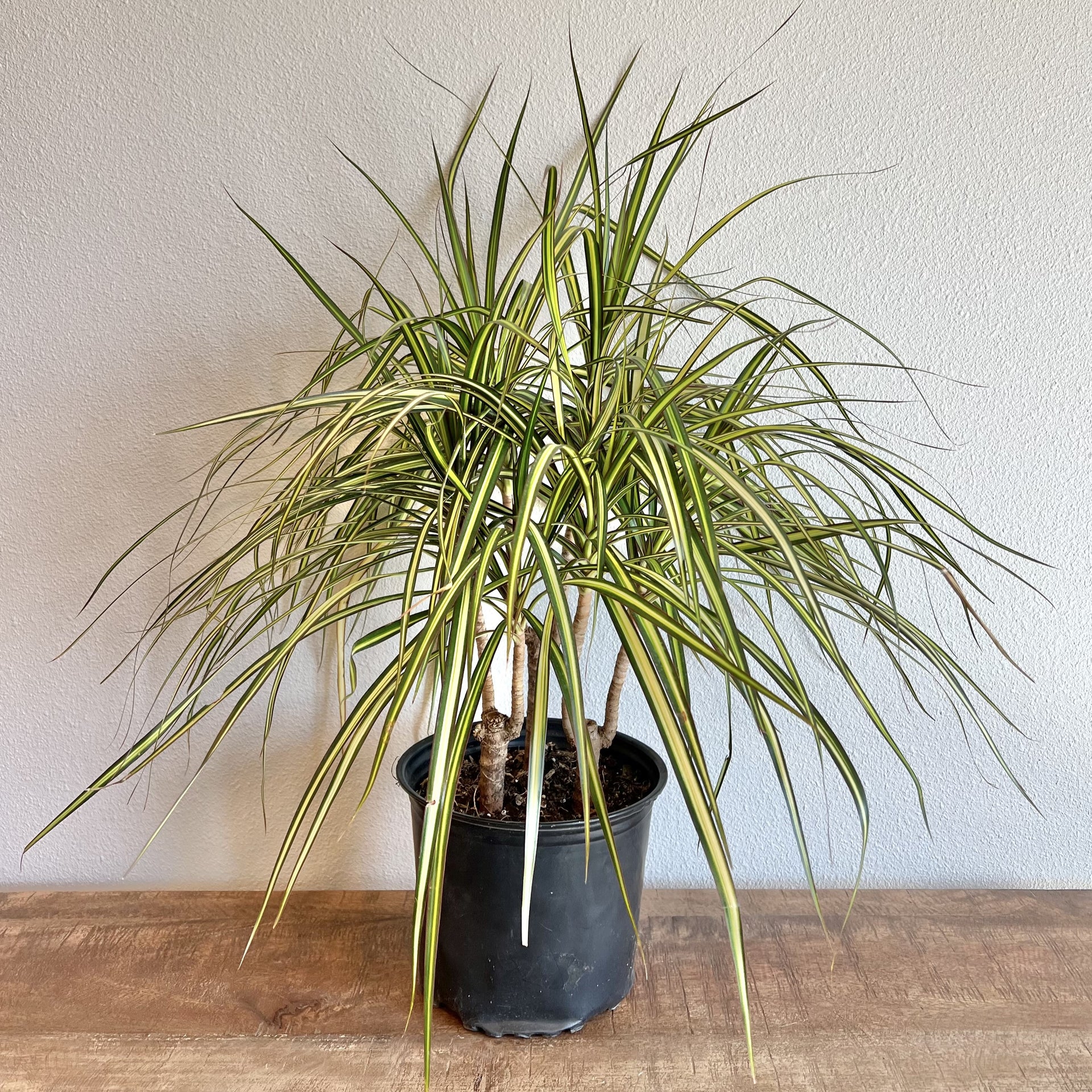 Dracaena - Marginata Cut Back  SheyWest