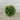 Podocarpus Ball