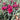 Dianthus - Everlast Burgundy Blush