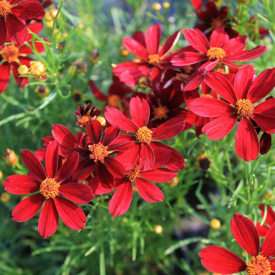 Coreopsis - Red Satin – SheyWest