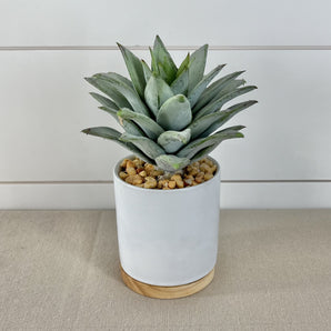 Succulent in Pot - White & Wood