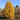 Larch - Siberian