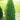 Arborvitae - Brandon
