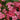 Dianthus - Constant Cadence Salmon