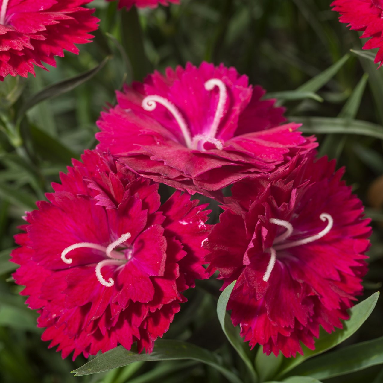 Dianthus - Constant Cadence Raspberry – SheyWest