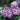 Lilac - Common Purple