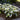 Hosta - Blue Ivory