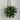 Ornament with Pinecones - Angel Pine