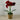 Table Decor - Potted Red Amary