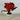 Table Decor - Potted Red Poinsettia