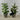 Table Decor - Potted Short Pine