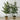 Table Decor - Assorted Potted