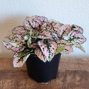 Polka Dot Plant - Variety