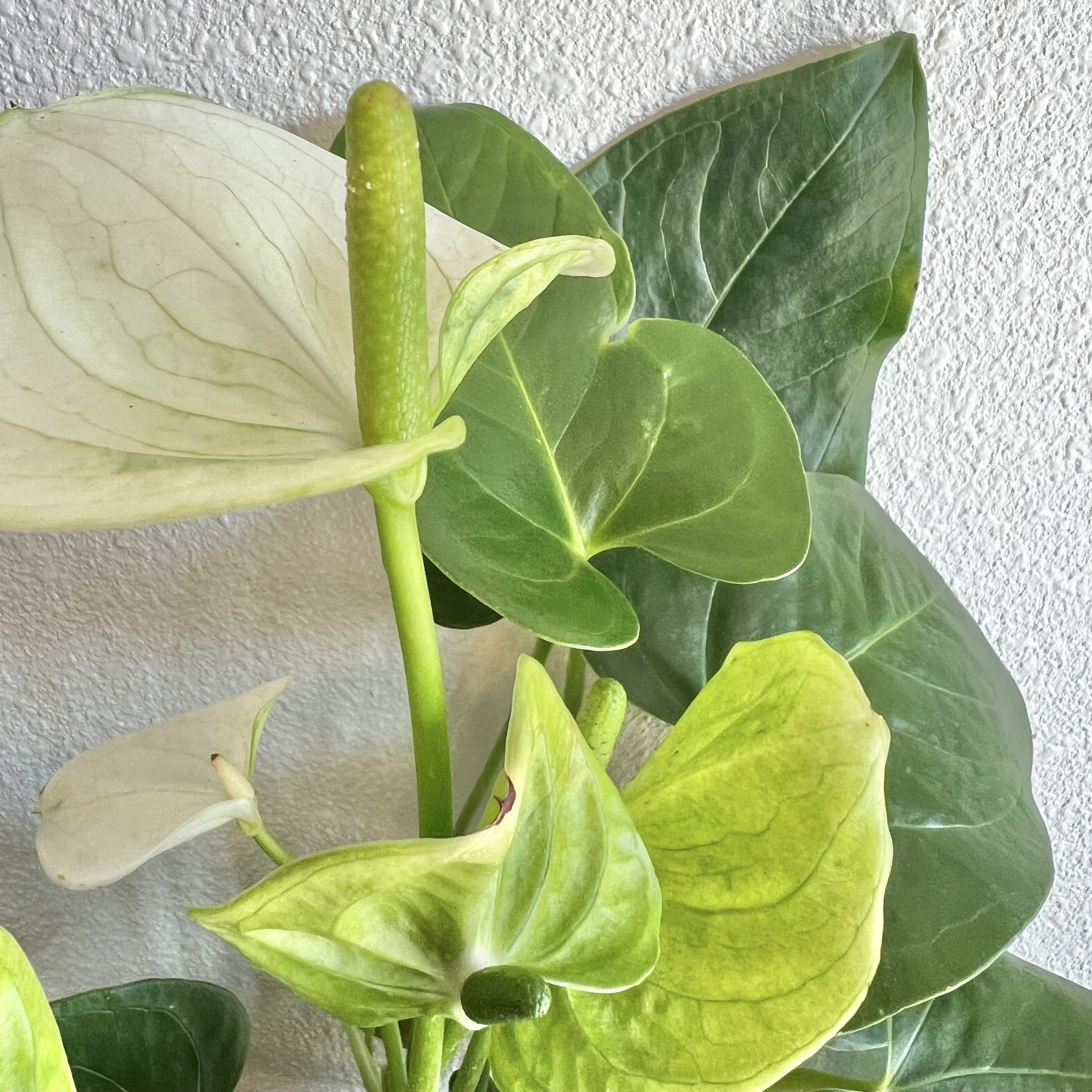 anthurium alb Anthurium