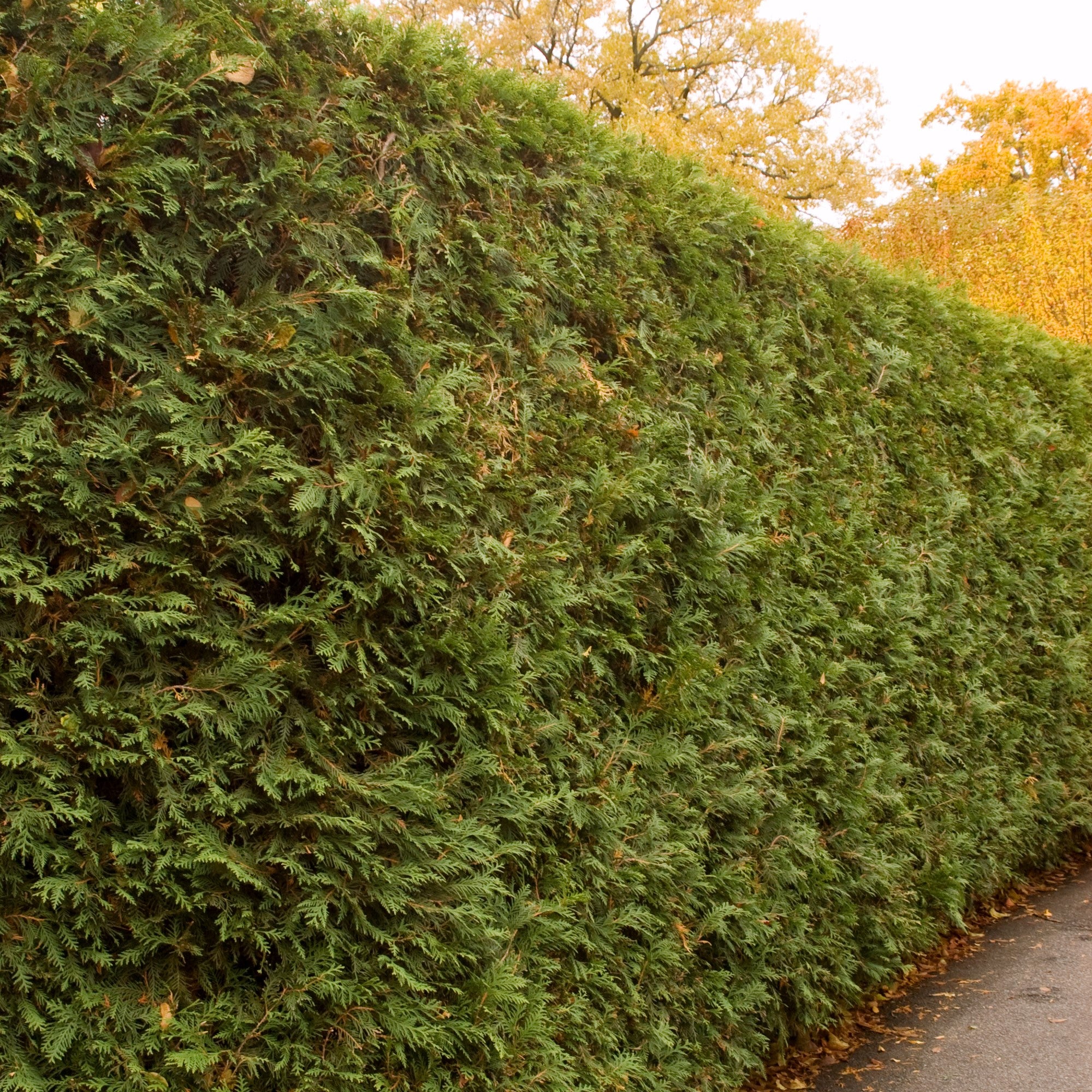 Arborvitae - Techny – SheyWest