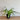 Bird's Nest Fern