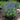 Baptisia - Starlite Prairieblues