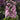 Delphinium - Pink White Bee