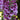 Foxglove - Dalmatian Purple