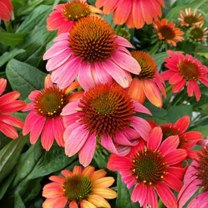 Coneflower - Hot Coral
